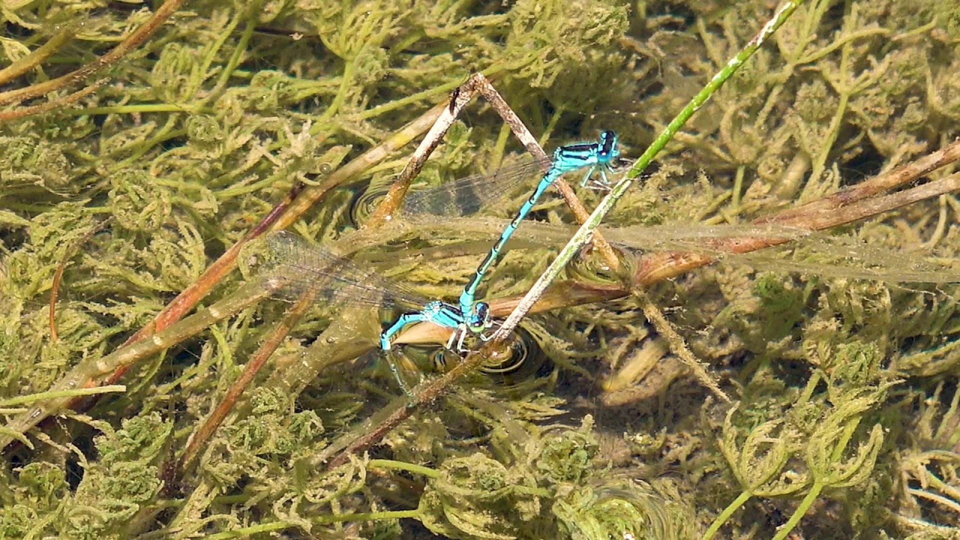 Nature de Provence Rivières Agrion bleuissant